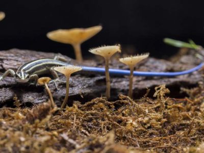 Zwalczanie organizmów niszczących rośliny z perspektywy gleby - metody i skutki działania szkodników podziemnych