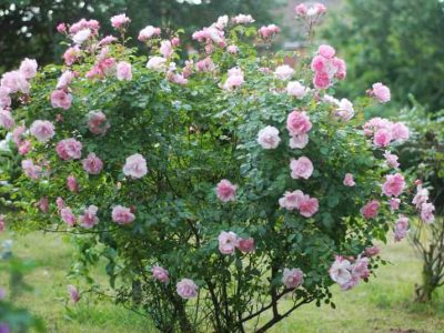 Jak hodować dziką różę w przydomowym zieleńcu - przewodnik po różach polnych